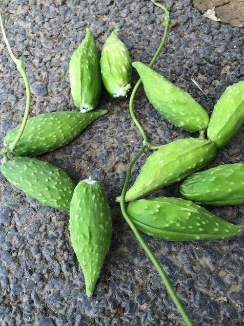 孕妇可以吃大树瓜吗,大树瓜的适宜食用与注意事项