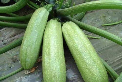 北瓜吃瓜,揭秘瓜界新宠儿的魅力与故事