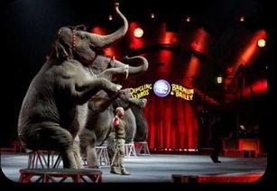 马戏团吃瓜,一场别开生面的欢乐盛宴