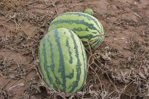 芝川镇吃瓜,瓜香四溢，品味夏日清凉